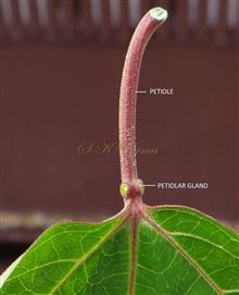  Petiolar gland